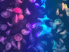 -烟台海昌鲸鲨海洋公园