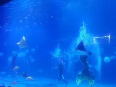 -烟台海昌鲸鲨海洋公园