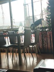 -荔刺青纹身·手穿孔饰品