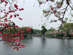 -无锡蠡湖国家湿地公园-蠡园