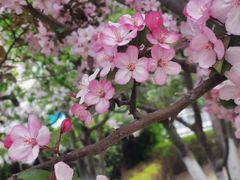 -海棠花溪(元大都城垣遗址公园)