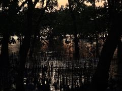 -宝安西湾红树林湿地公园