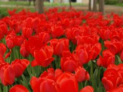 -石家庄市植物园