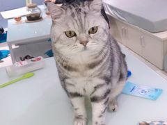 -喵的天空名猫咖啡馆·撸猫·猫舍·用品