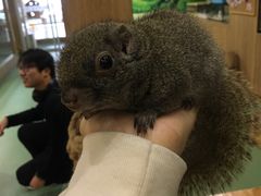 -藦茜花园宠物主题亲子互动体验馆(国顺东路店)