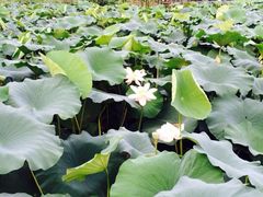 梦清园-苏州河梦清园环保主题公园