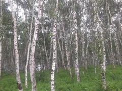 -塞罕坝国家级自然保护区