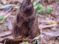 -宁波浙东大竹海景区