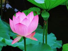 -荔湾湖公园