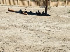 -新疆天山野生动物园