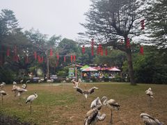 -广州长隆飞鸟乐园