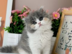 -小猫来了·猫舍(红山六九七九店)