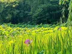-绍兴镜湖国家城市湿地公园