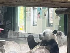 -栾川竹海野生动物园