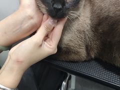 -德元·美联众合24小时动物医院(总院)