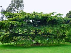 -墨尔本皇家植物园