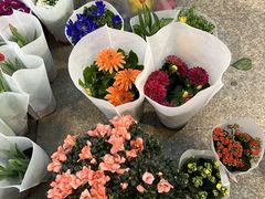 -双季花艺园艺市场(浦东店)