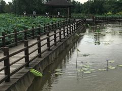 -大湾区中央湿地公园