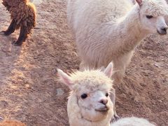 -石家庄市动物园