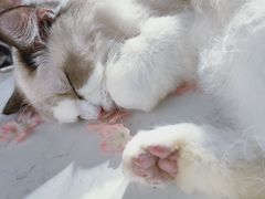 -Heymao猫咖.咖啡厅(东门店)