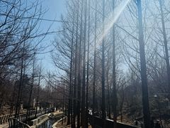 -白水寺森林公园