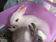 -圣宠宠物(平吉花卉市场店)