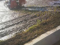 -长洲岛