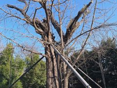 -上海佘山国家森林公园天马山园