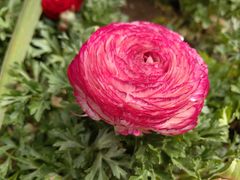 -郑州中国绿化博览园