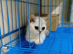 -瑞派宠物医院(搏威敦和院)