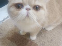 -滚猫咖啡·猫咖·猫友好撸猫(未来城店)