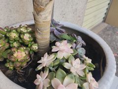 -都市甜心(印象城店)