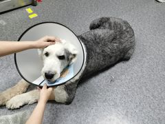 -喜多萌中农锦绣动物医院24H·猫科·牙科MRI·CT