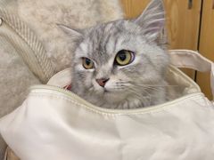 -宠颐生宠物医院·心肾内科·猫专科诊疗中心宠巢店