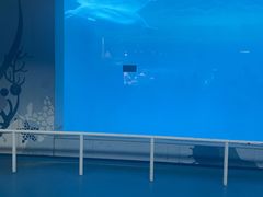 -烟台海昌鲸鲨海洋公园