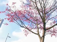 -艾米稻香小镇