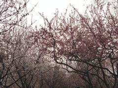 -桃花堤公园