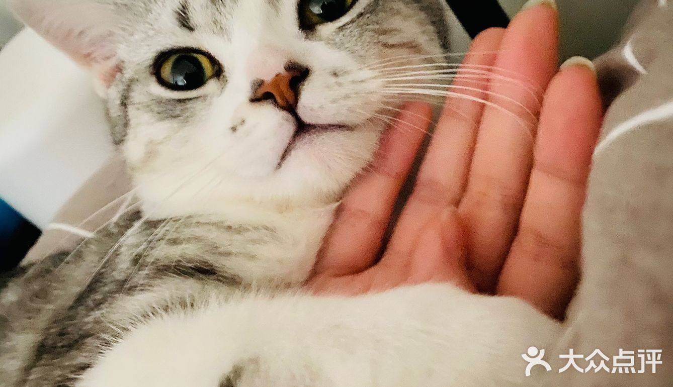 谁家猫儿子还不是个戏精了？🧘‍♀️