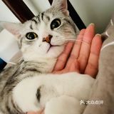 谁家猫儿子还不是个戏精了？🧘‍♀️