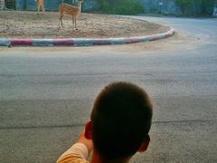 -清迈夜间动物园