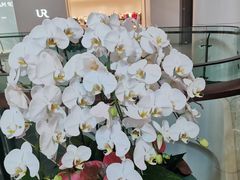 -合景·悠方(成都店)