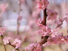 -海棠花溪(元大都城垣遗址公园)
