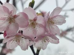 -顾村公园