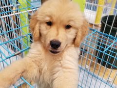 -龟与熊猫宠物公园(南坪店)