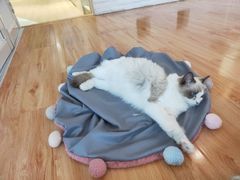 -momokira米努特·德文卷毛猫·棉花面纱犬