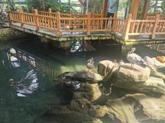 -南宫五洲植物乐园