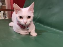 -猫色咖啡·猫咖