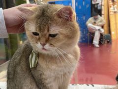 -和它·交个朋友·狗咖猫咖(爱琴海店)