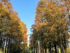 -四海公园(南山区)