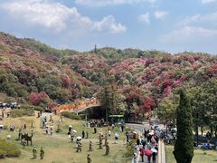 -贵州百里杜鹃风景名胜区